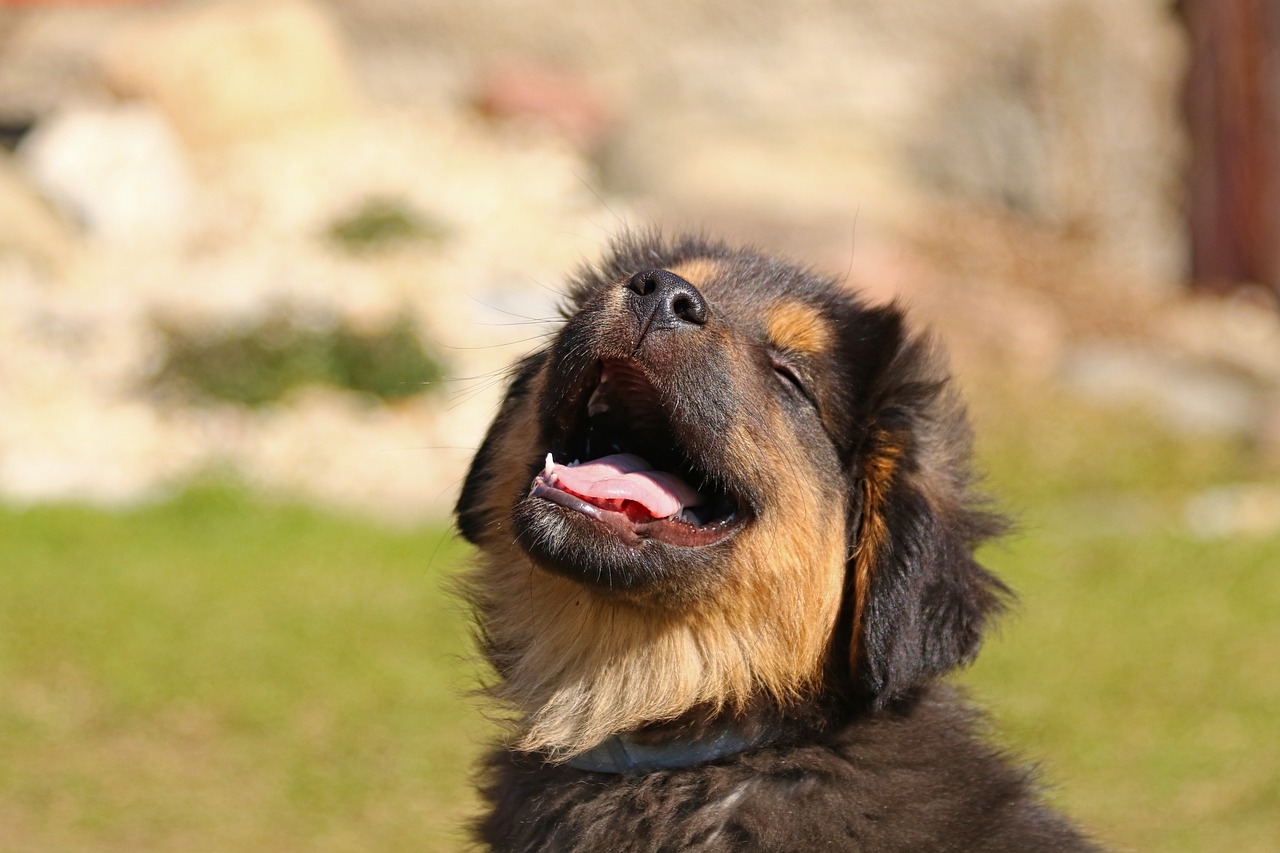 IA promete traduzir o que os pets querem dizer ao latir; confira