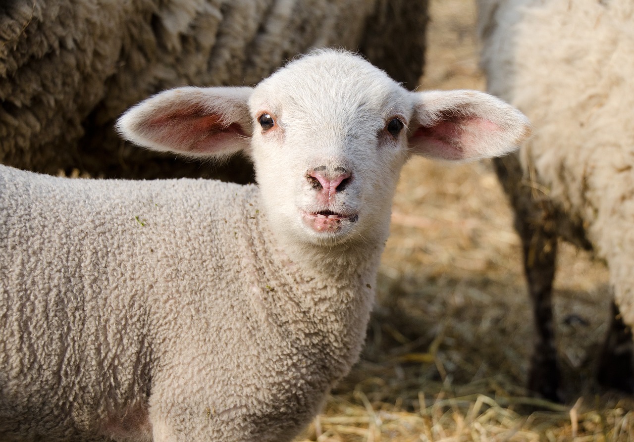 Carneiro, ovelha e cordeiro: confira as diferenças e semelhanças