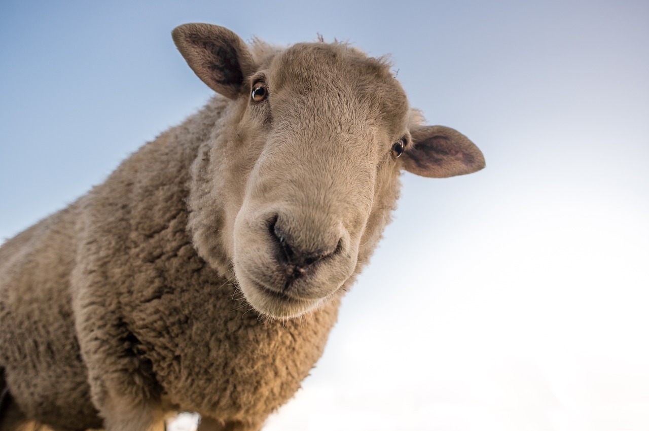 Carneiro, ovelha e cordeiro: confira as diferenças e semelhanças