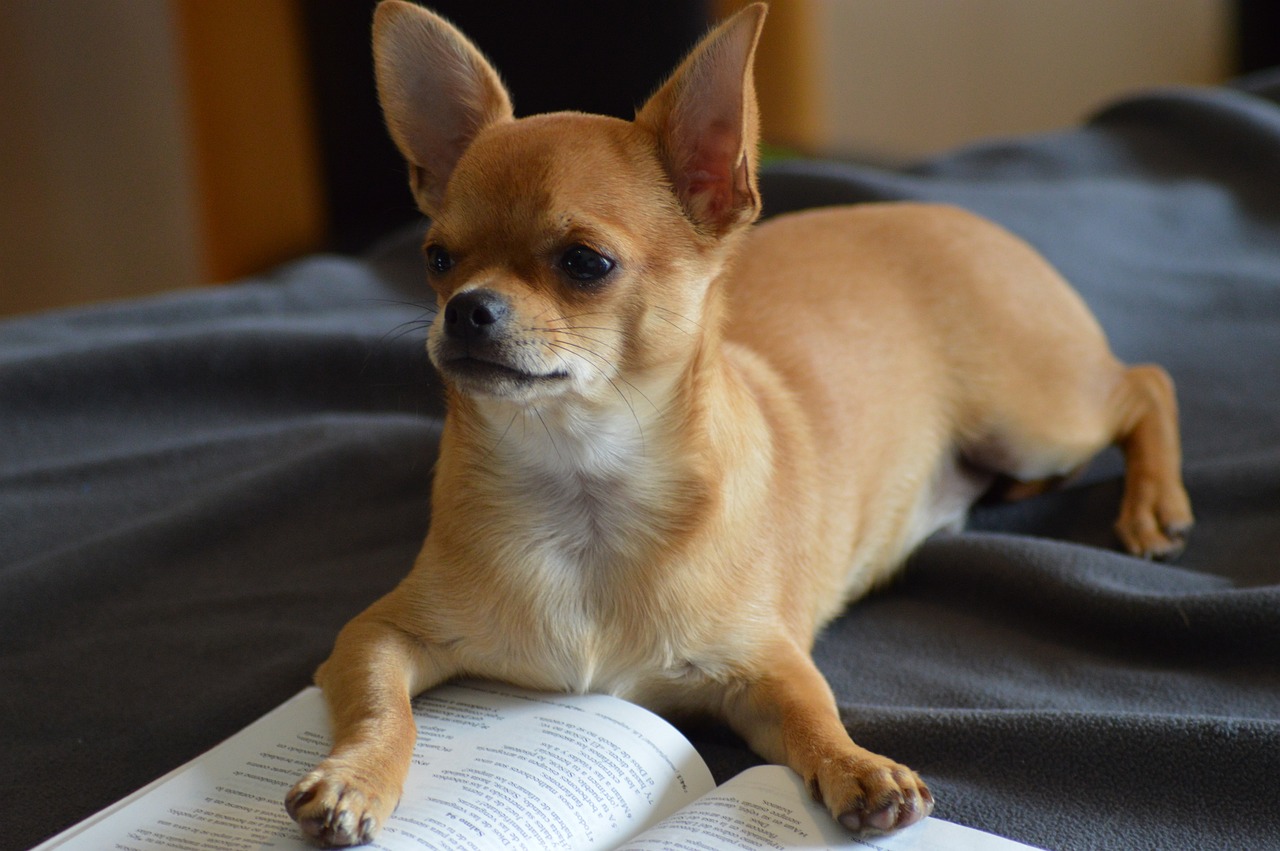 Confira 3 raças de cachorro que não devemos ter como animal de estimação