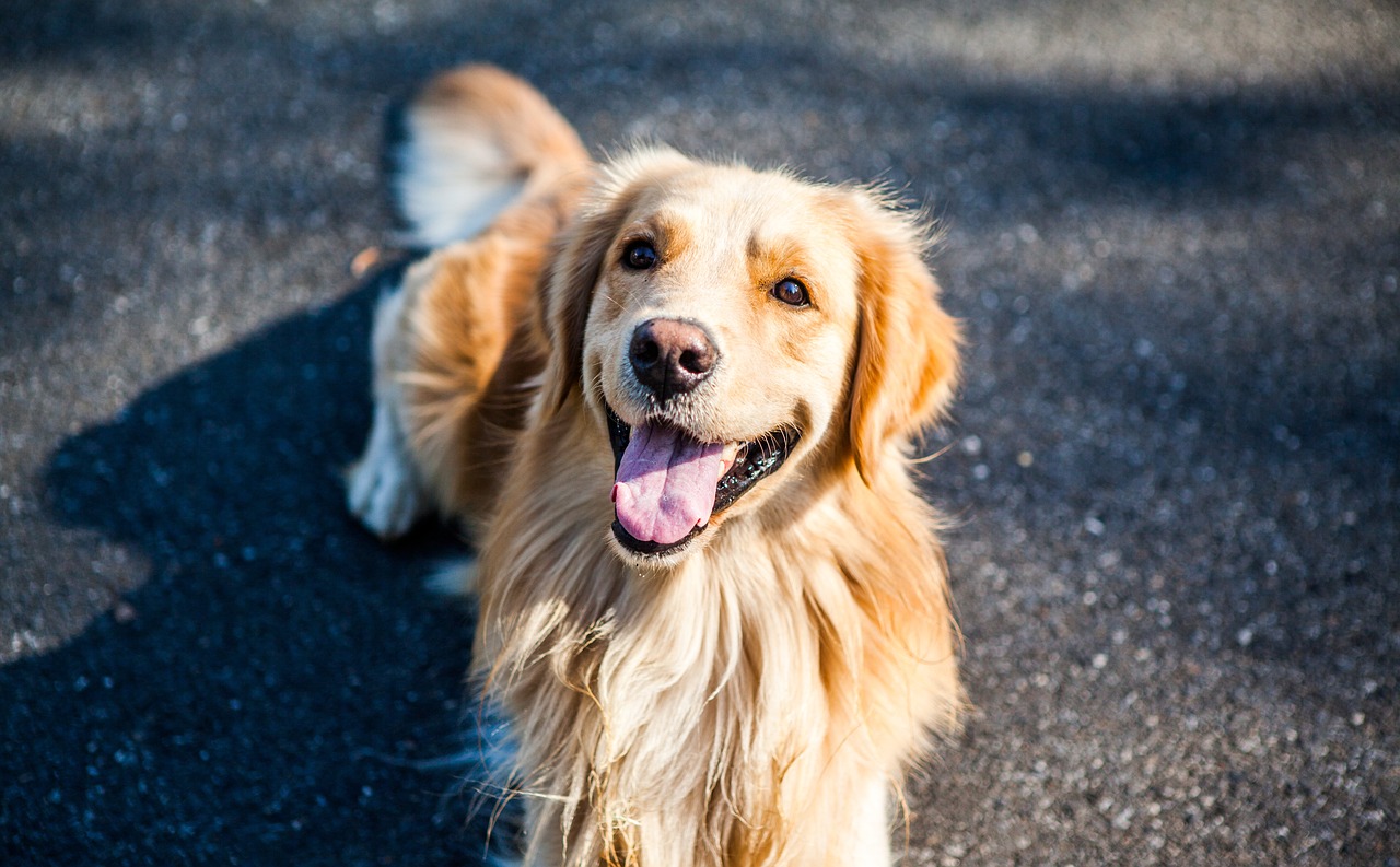 Cachorros sem latido: confira 5 raças mais 'silenciosas' que existem