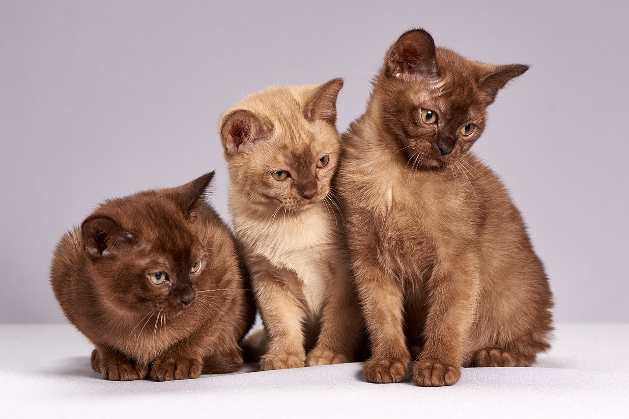 Animais de estimação: qual é a idade real deles em relação aos humanos