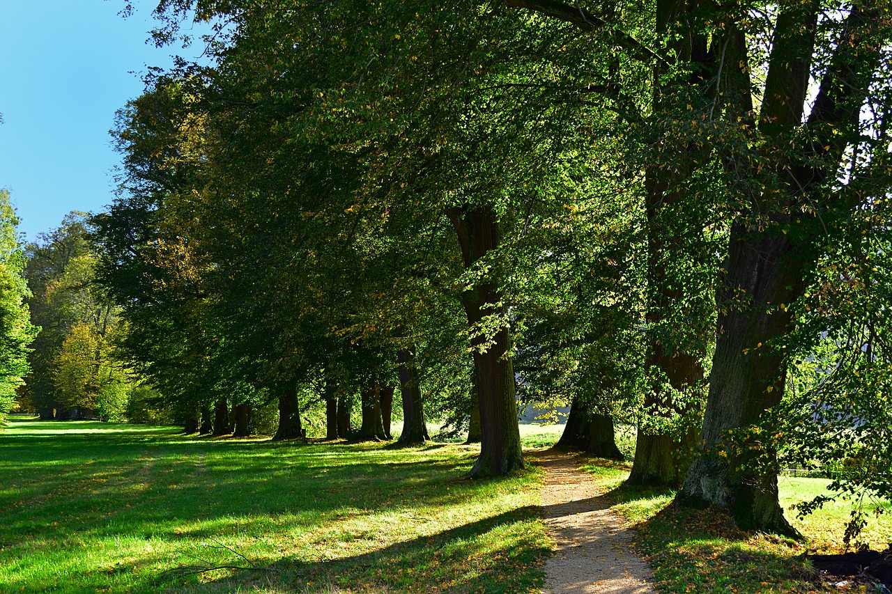 Qual é a cidade mais arborizada do Brasil? A resposta irá surpreender muita gente