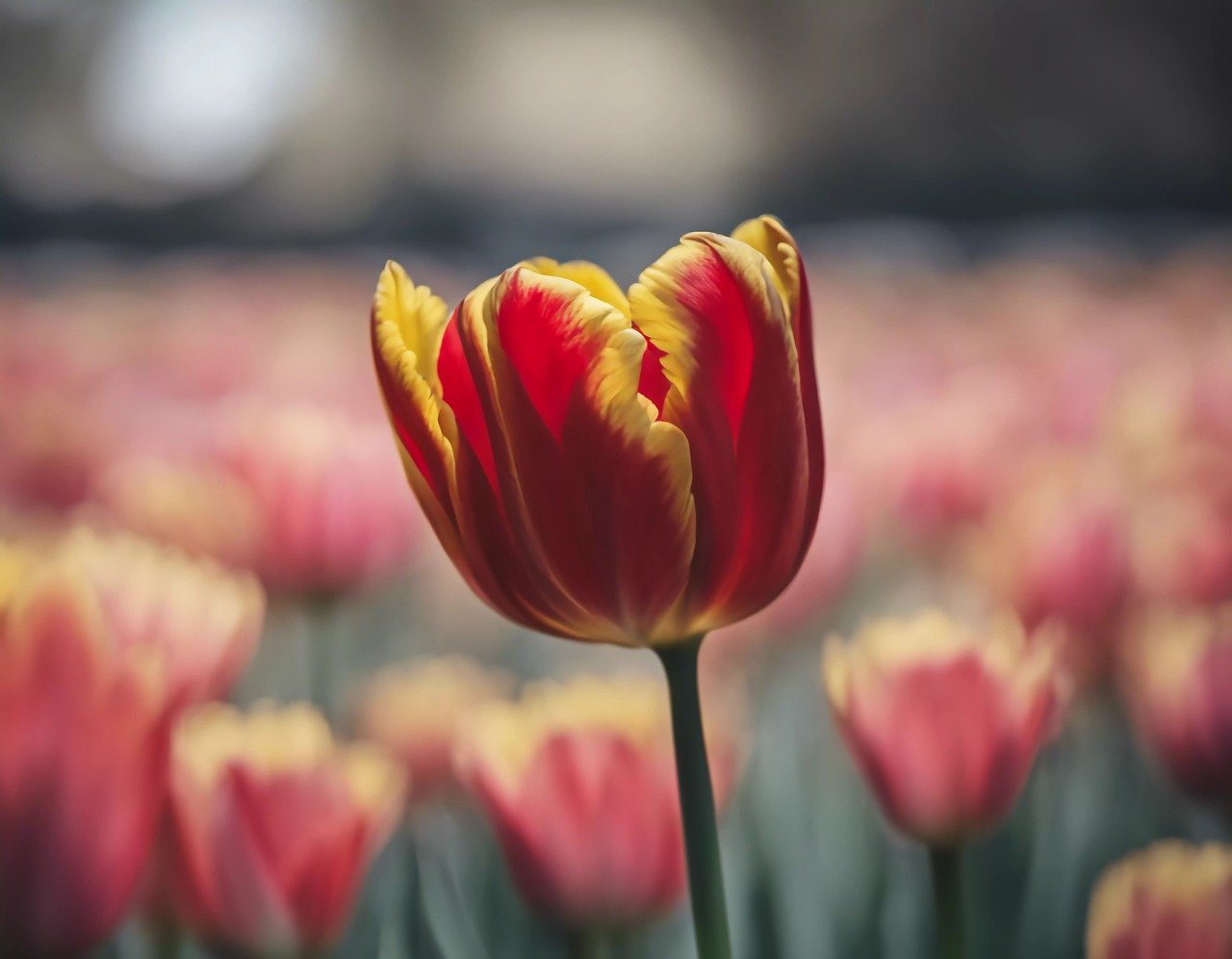 Conheça os significados das flores mais tradicionais e escolha a sua preferida