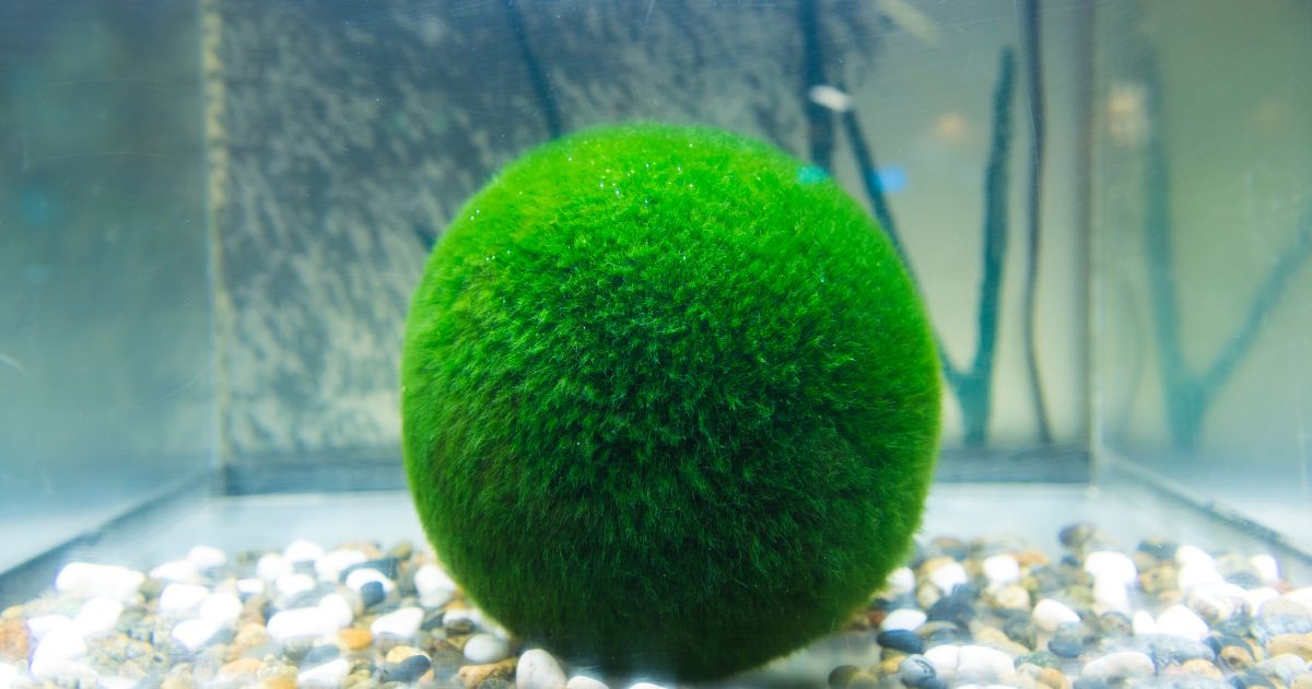 marimo