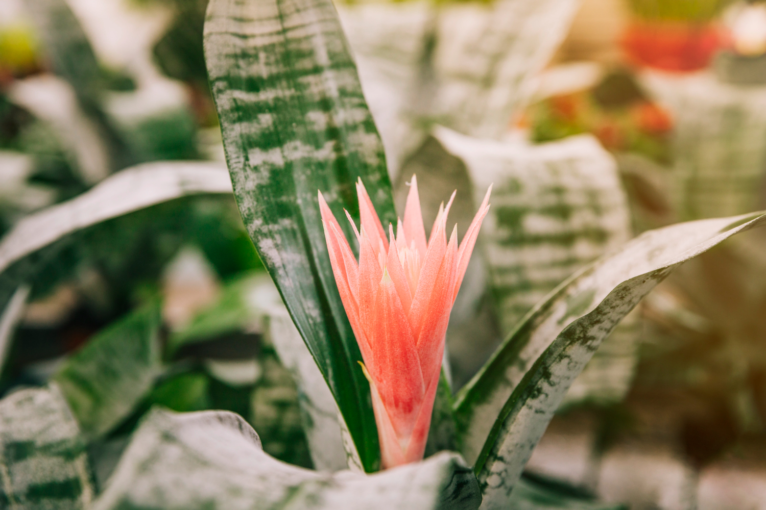 Plantas de interior: benefícios para o humor e sugestões para decorar seu ambiente