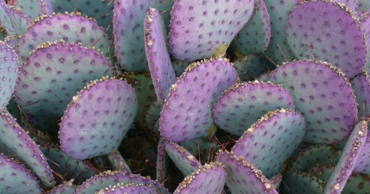 nopal roxo