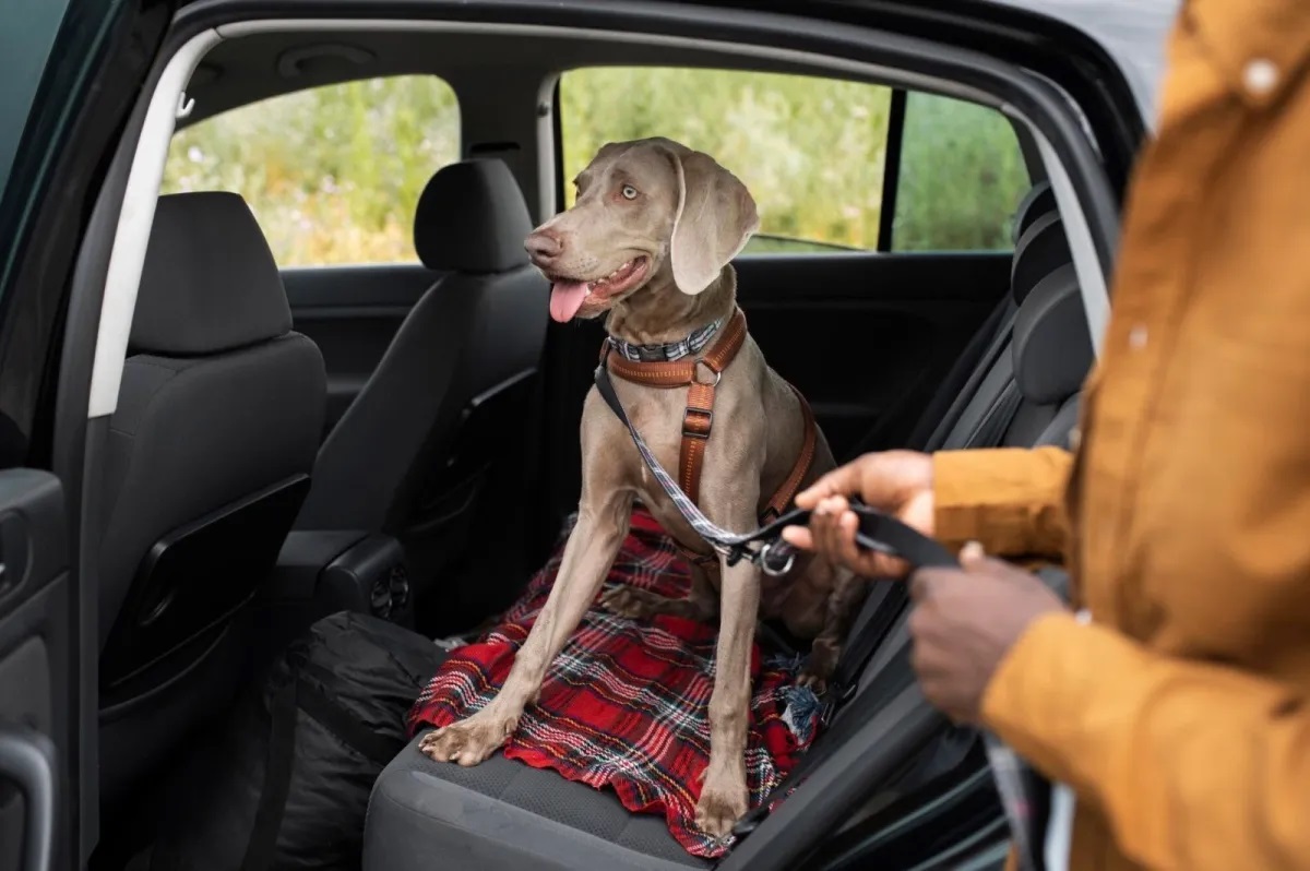 Você ainda coloca seu pet no colo no carro? Este erro pode custar caro